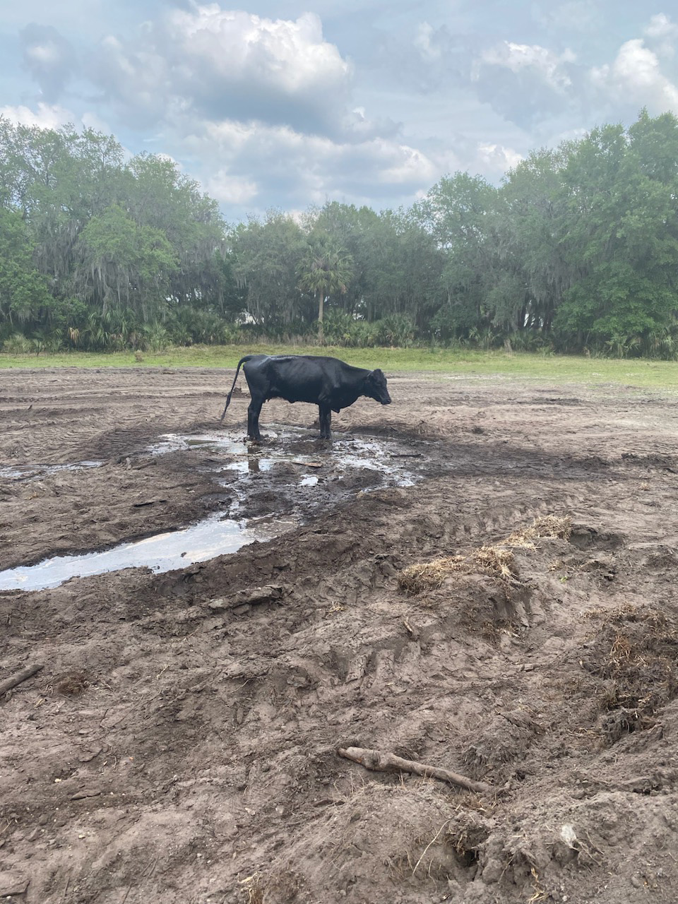 Seminole County Fire Department spend day saving cow | Sanford Herald