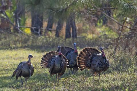 Osceola Wild Turkeys displaying their feathers during a hunt. 